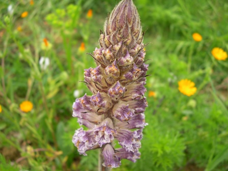 Orobanche